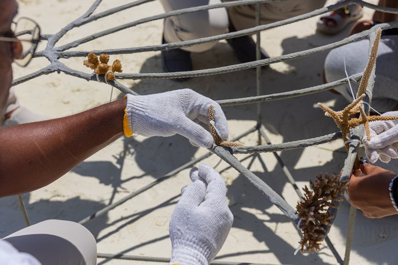 Sun Siyam Olhuveli Coral Adoption
