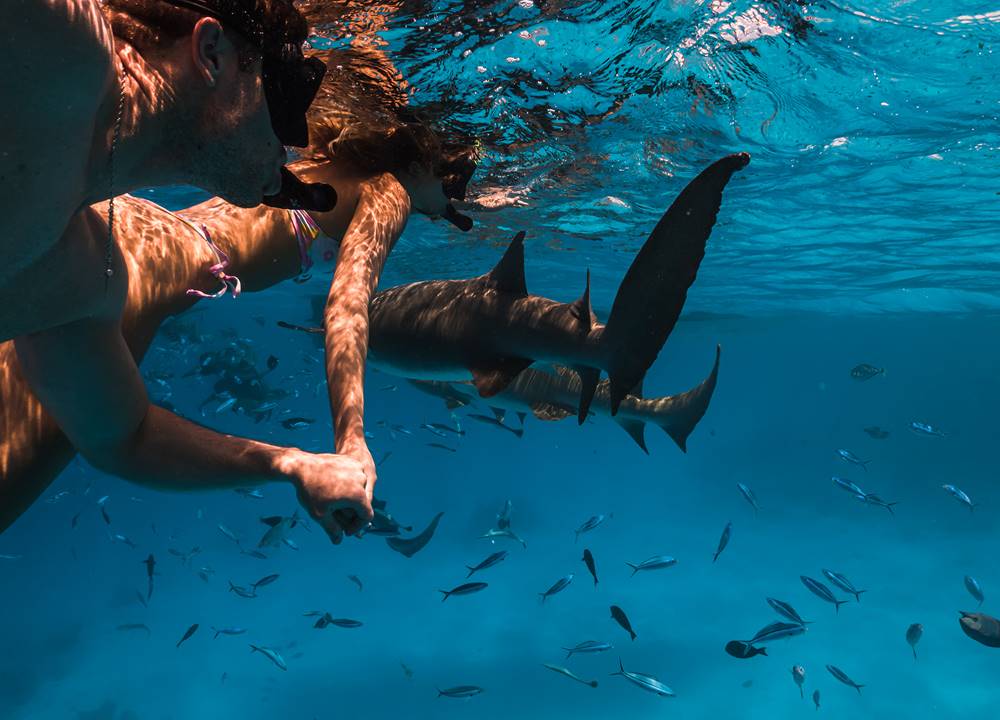 Swimming with sharks in Maldives at Sun Siyam Olhuveli