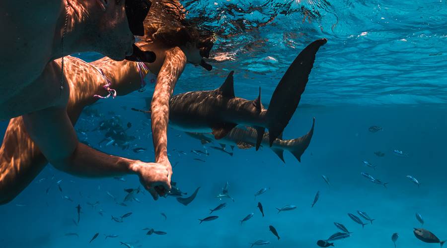Swimming with sharks in Maldives at Sun Siyam Olhuveli