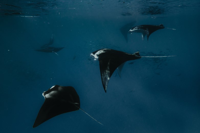 Night Snorkeling with Mantas at Sun Siyam Olhuveli