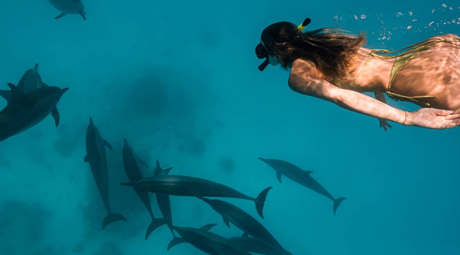 Dolphin Snorkeling Sun Siyam Olhuveli