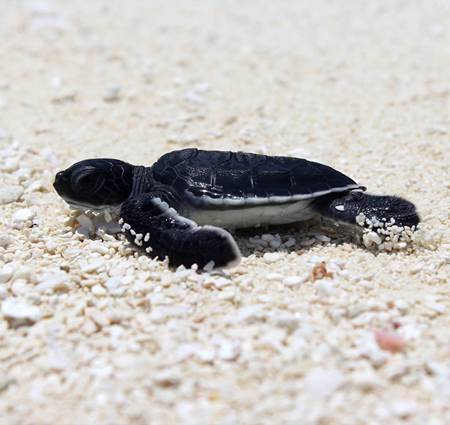 Baby Turtles by the Beach at Sun Siyam Vilu Reef Maldives