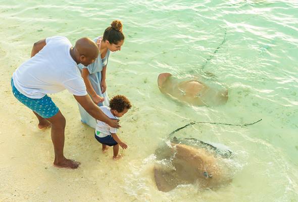 String ray experience at Vilu Reef