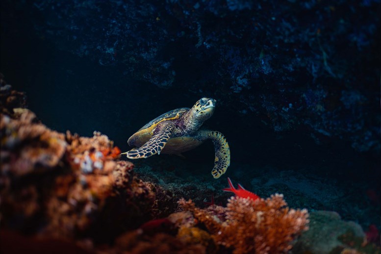 Night snorkeling
