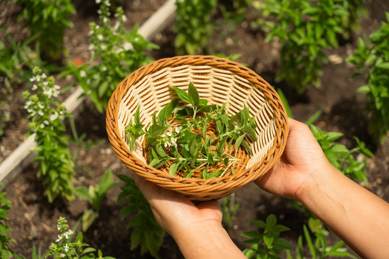 Herbs