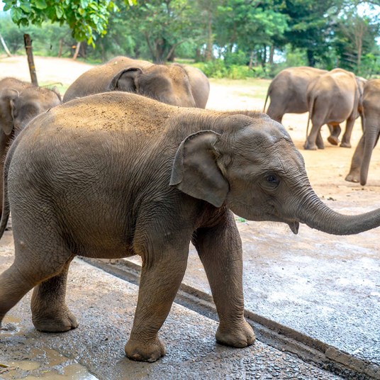 Sun Siyam Pasikudah Kalo 1