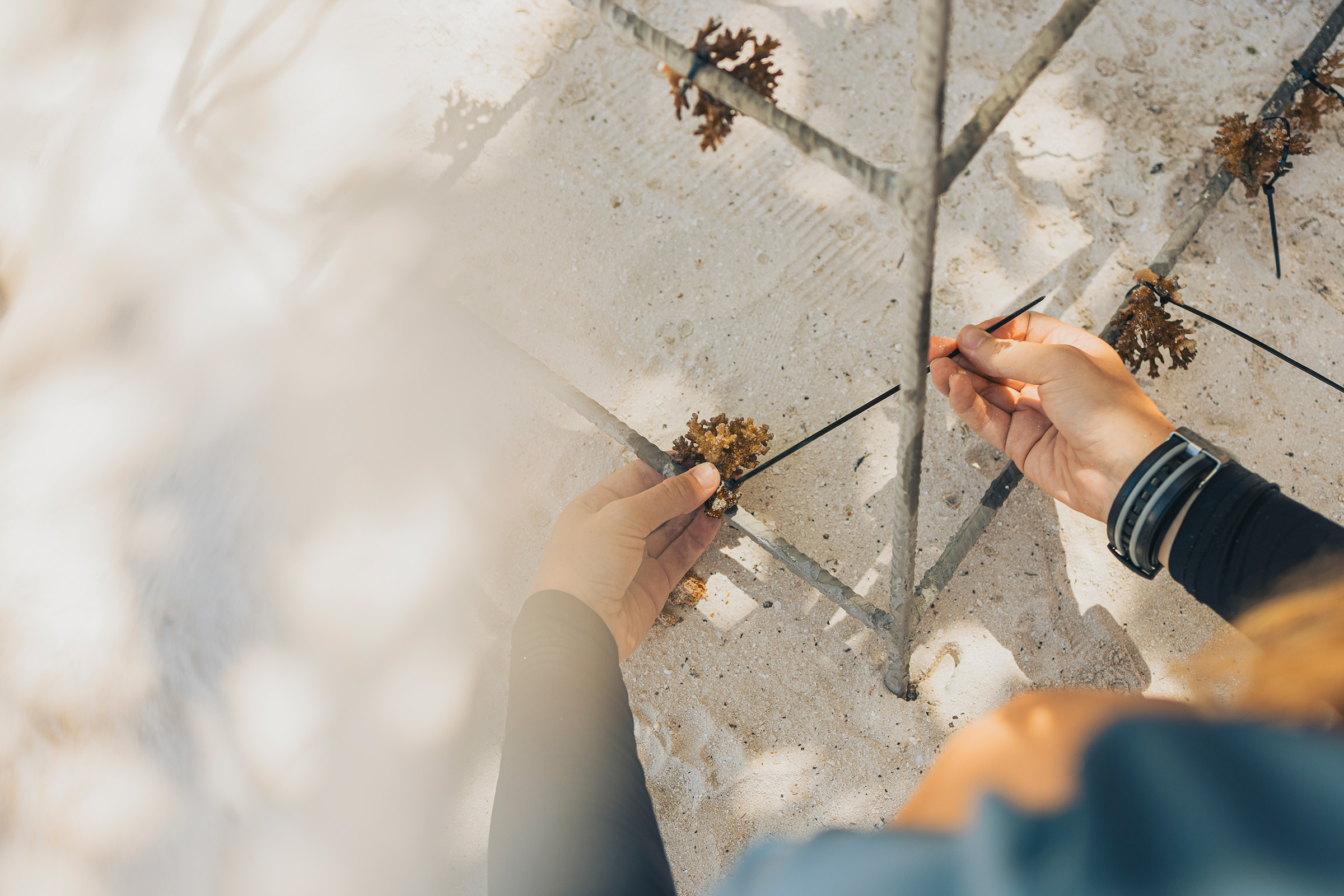 Coral Restoration (2)