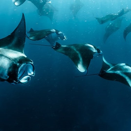 Manta Rays