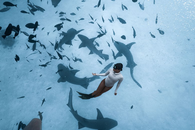 Requins-nourrices