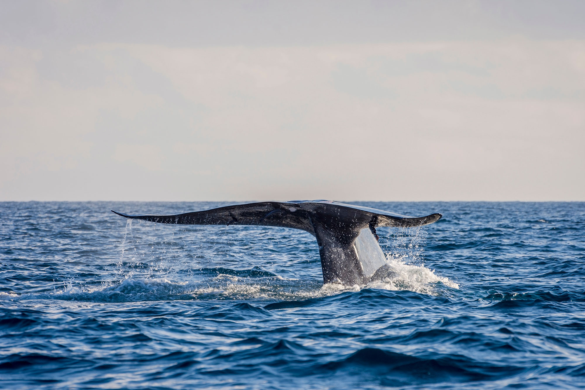 Sun Siyam Pasikudah - Whale watching