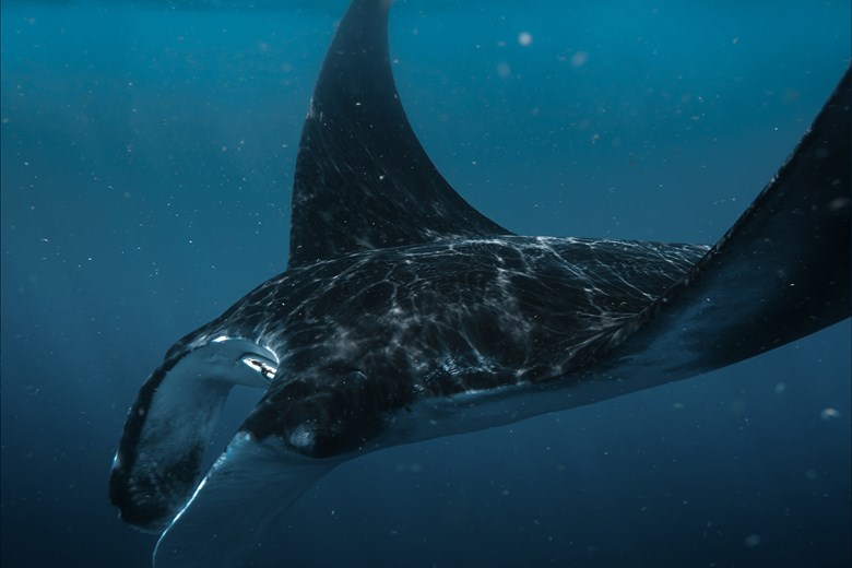 Night Snorkeling with Mantas