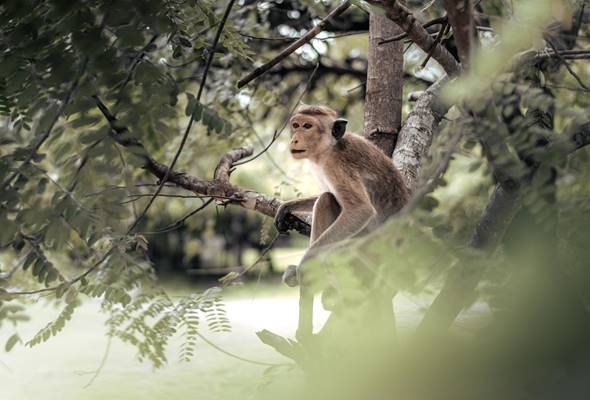 Pasikudah Nature - Monkey