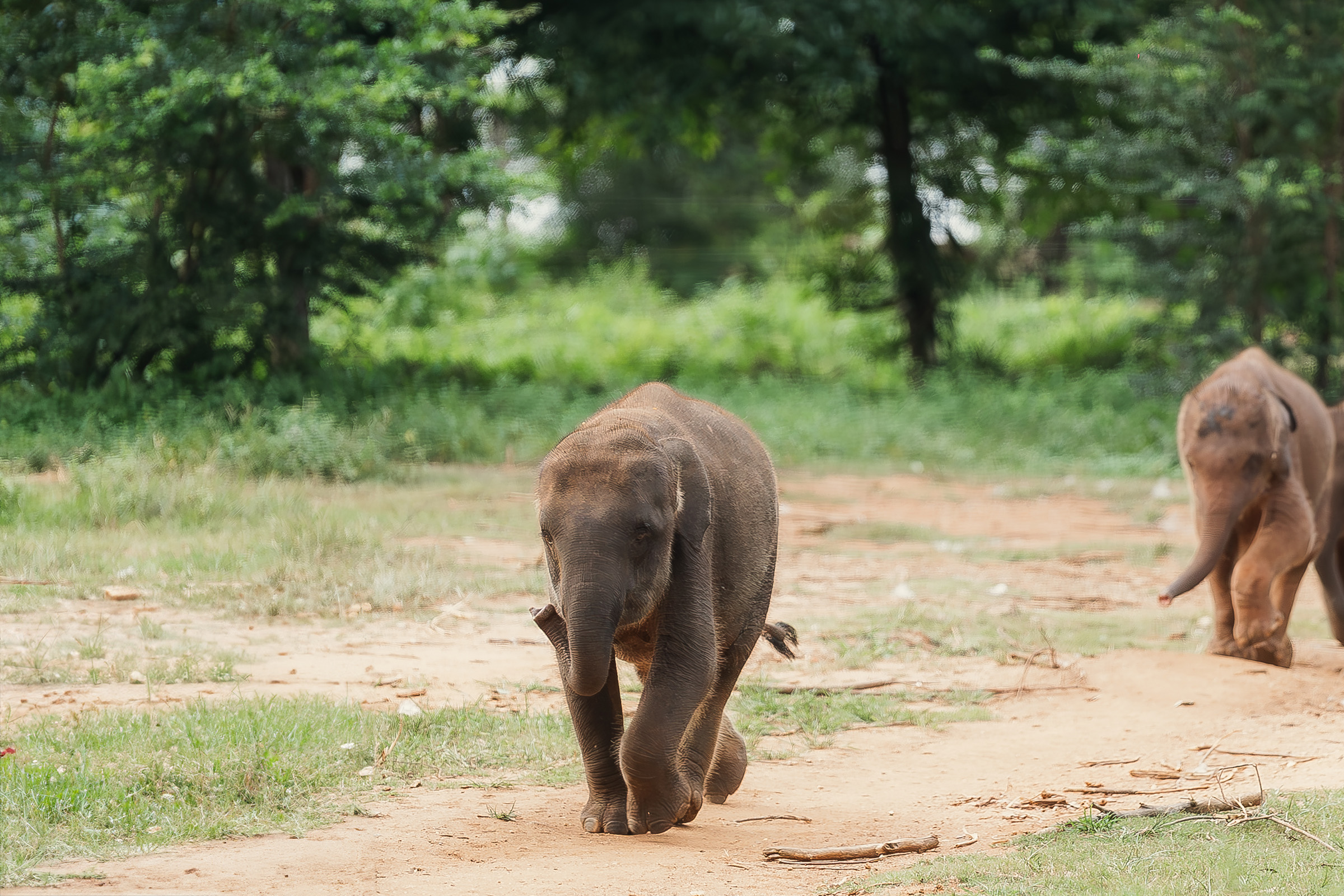 Ssp Elephant Care3