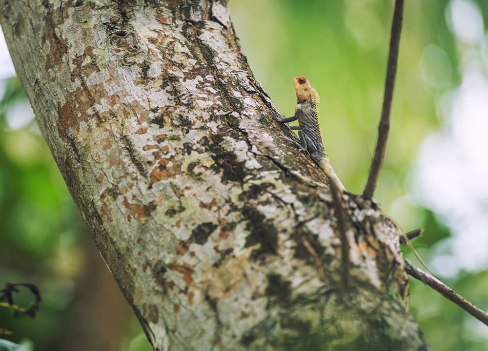 Gecko by the tree_1