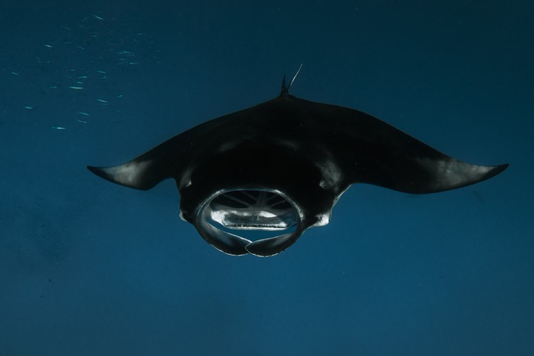 Night Snorkeling