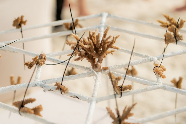 Coral Planting