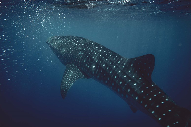 The Whale Shark