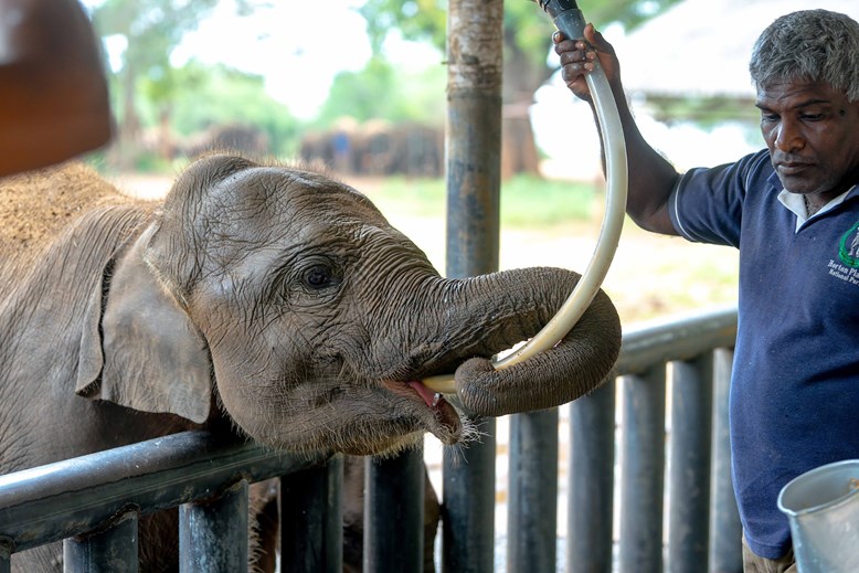 Sun Siyam Pasikudah Kalo 4