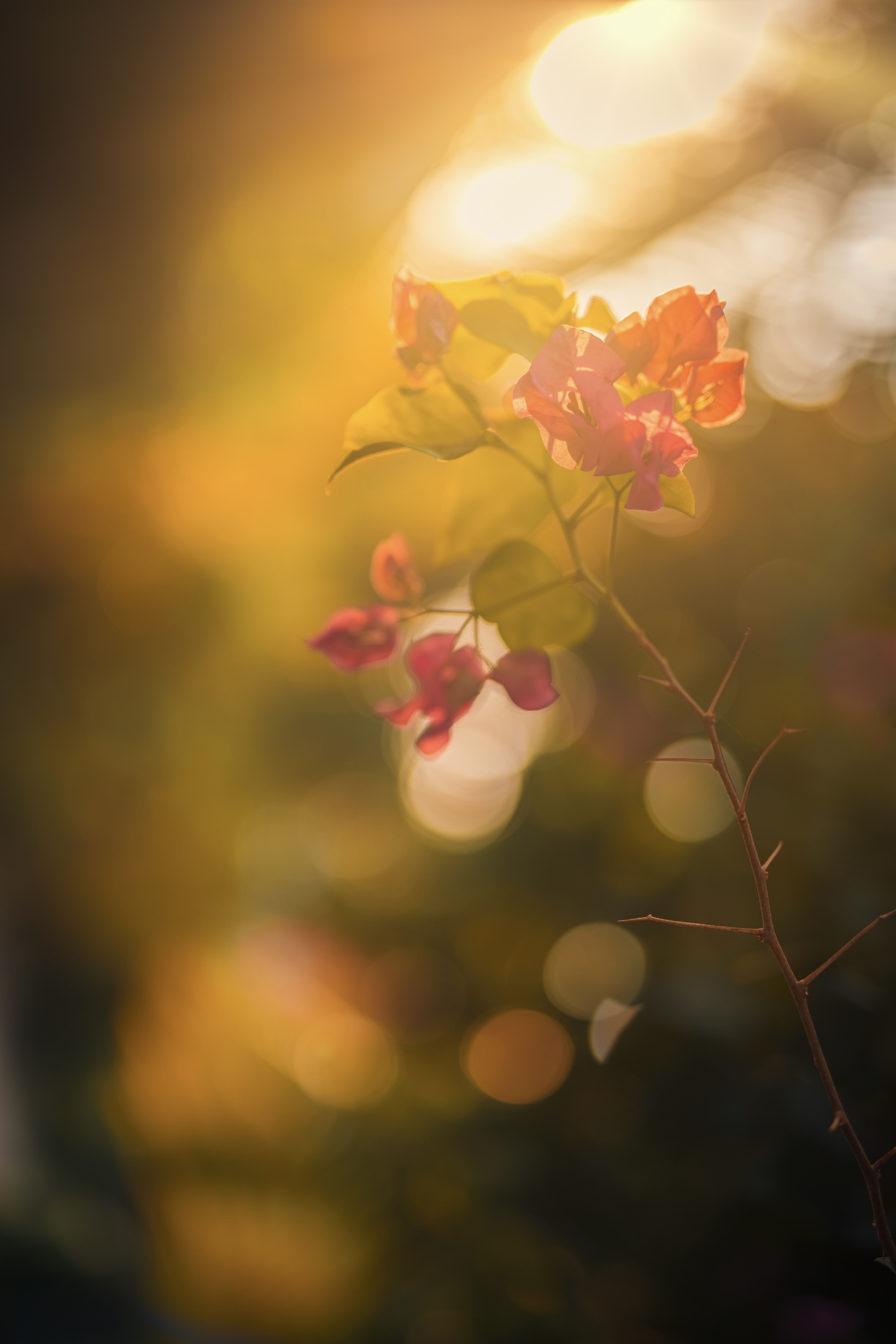 Eutopia IMG 5918