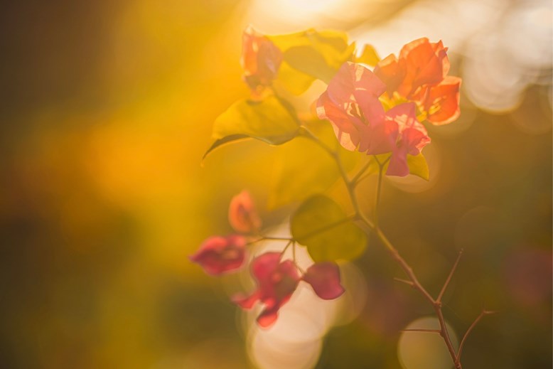 Flowers at Iru Veli