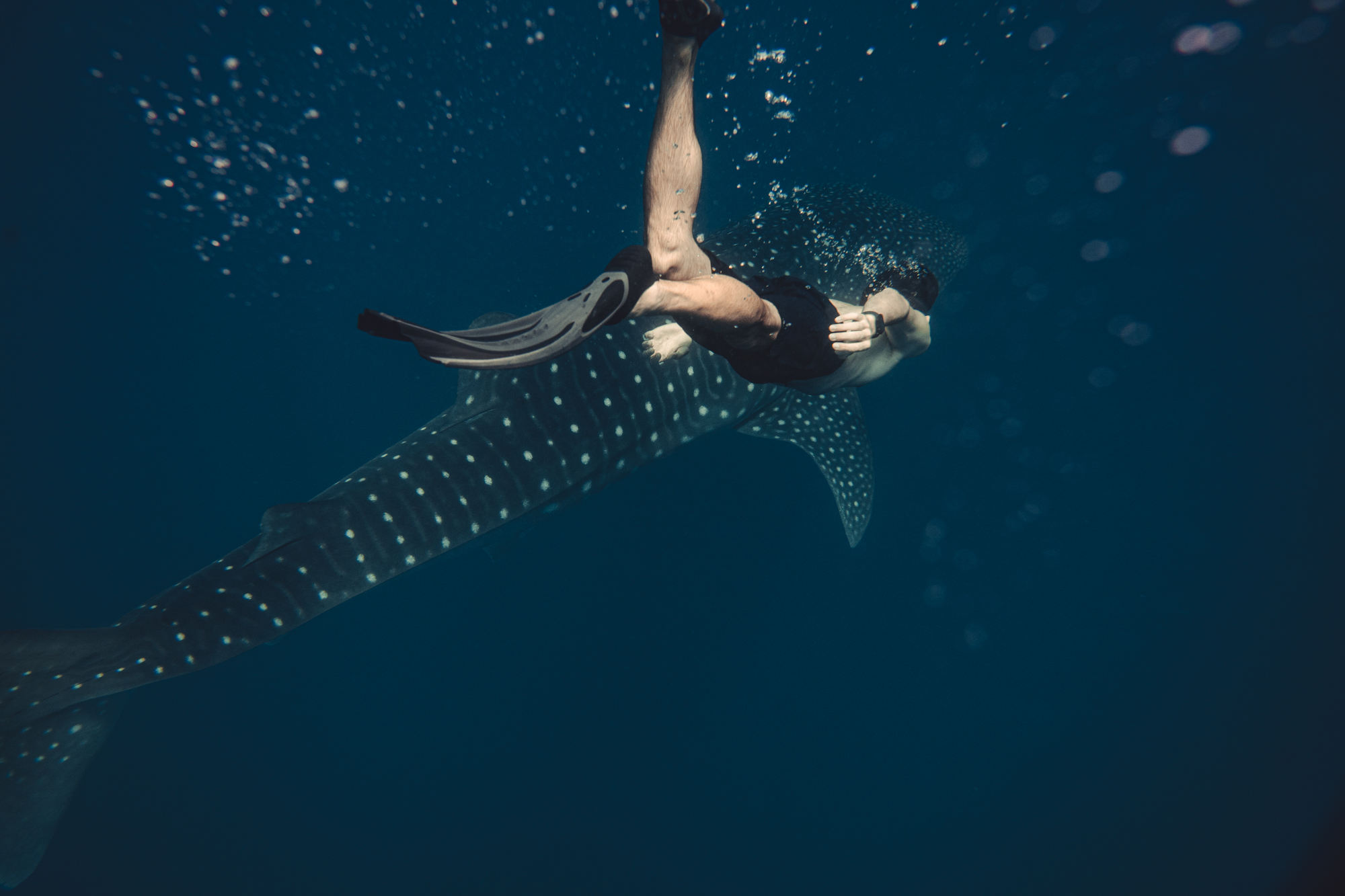 Gentle Giant Expedition