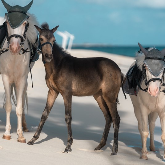 Pony Shoot 38 450X425