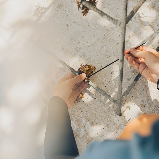 Sun Siyam Iru Fushi Coral Planting 2