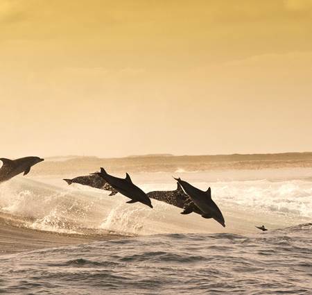 Group of Dolphins swimming Sun Siyam Olhuveli Maldives