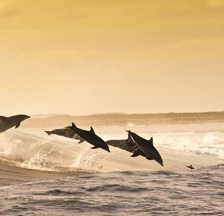 Group of Dolphins_1