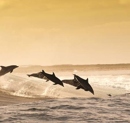 Group of Dolphins_1