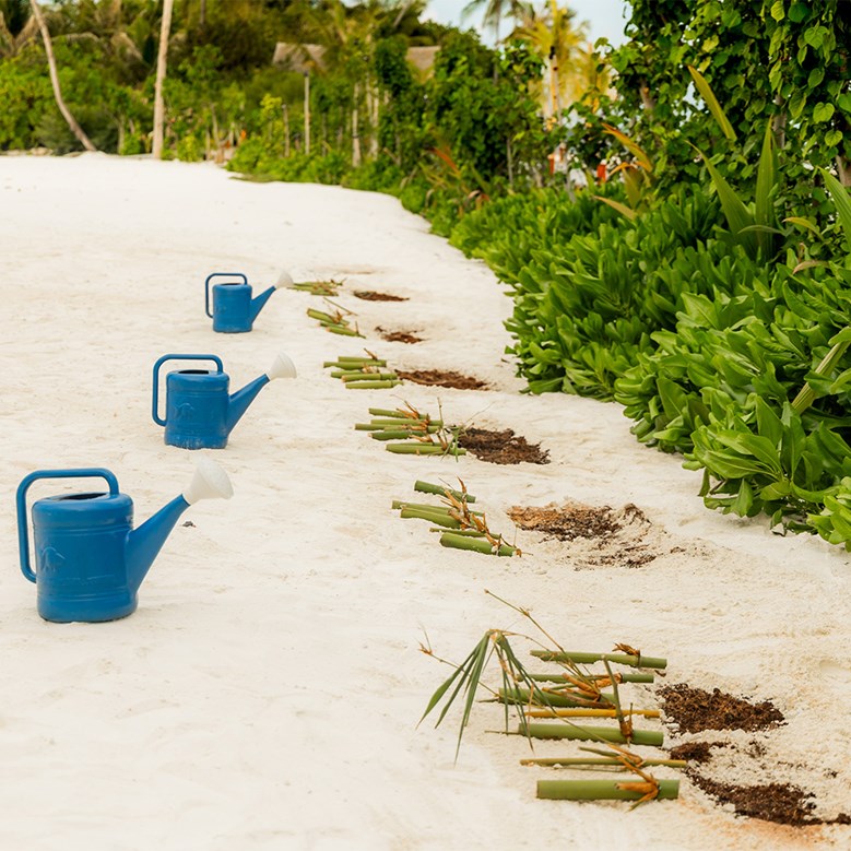 Tree Planitng at Sun Siyam Iru Veli