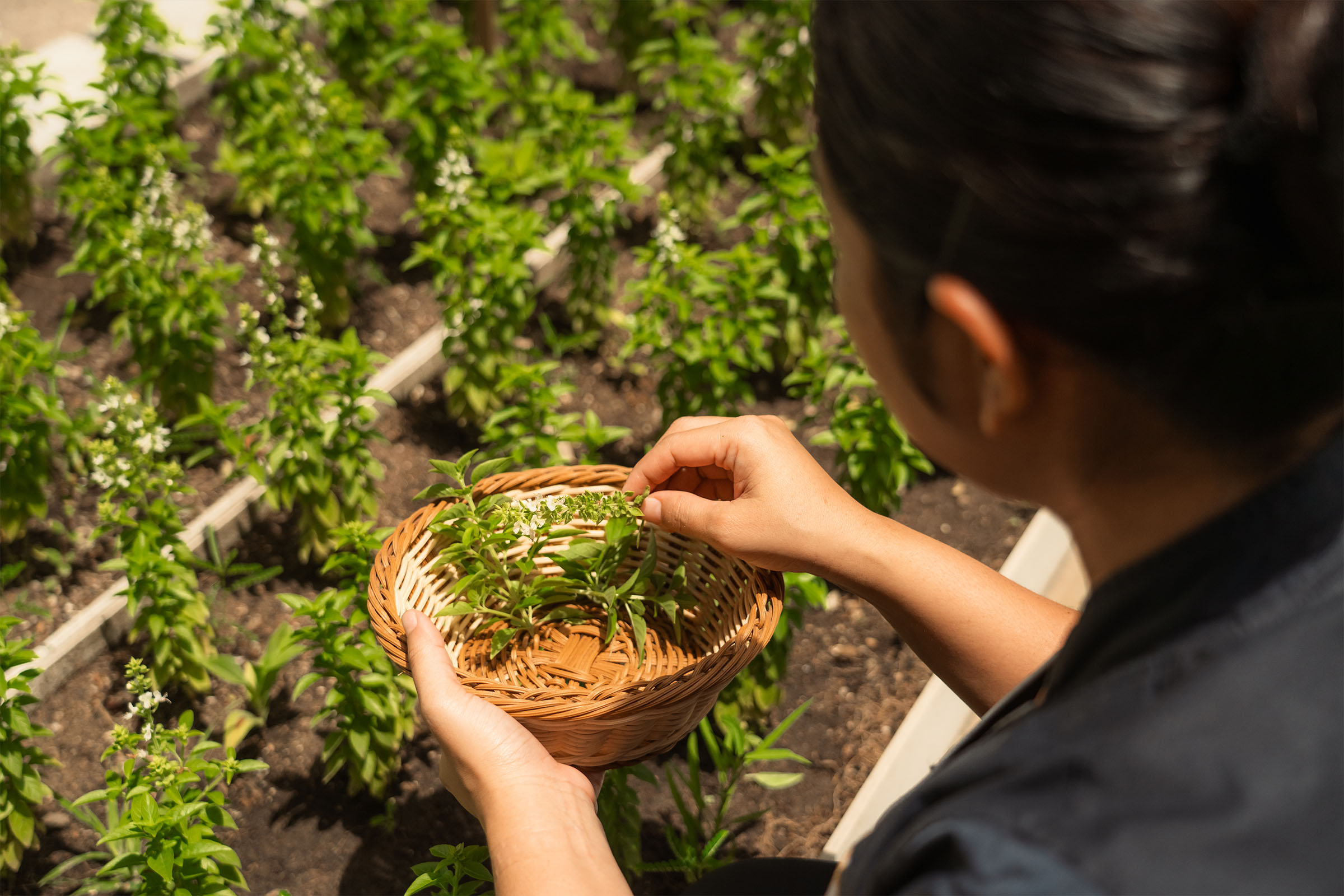 Sun Siyam Vilu Reef Spa Herbs Garden 2026 11